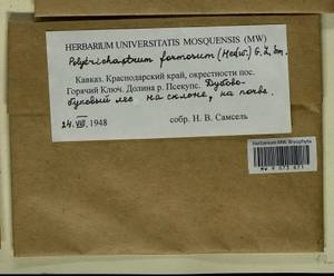 Polytrichum formosum Hedw., Bryophytes, Bryophytes - North Caucasus & Ciscaucasia (B12) (Russia)