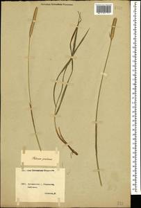 Phleum pratense L., Caucasus, Georgia (K4) (Georgia)