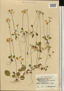 Primula nutans Georgi, Eastern Europe, Northern region (E1) (Russia)