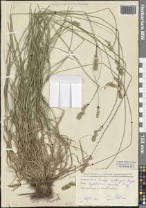 Carex spicata subsp. spicata, Eastern Europe, Moscow region (E4a) (Russia)