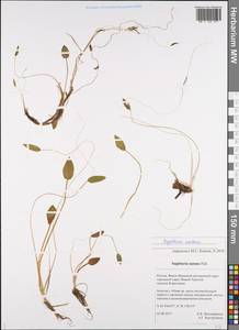 Sagittaria natans Pall., Siberia, Western Siberia (S1) (Russia)