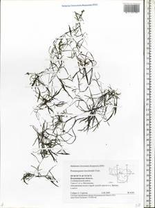 Potamogeton berchtoldii Fieber, Eastern Europe, Central region (E4) (Russia)