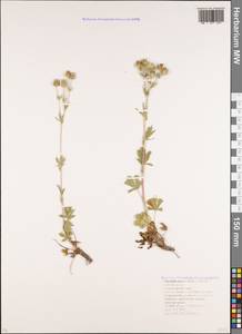 Potentilla taurica Willd. ex Schltdl., Caucasus, Krasnodar Krai & Adygea (K1a) (Russia)