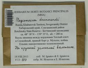 Plagiomnium drummondii (Bruch & Schimp.) T.J. Kop., Bryophytes, Bryophytes - Russian Far East (excl. Chukotka & Kamchatka) (B20) (Russia)