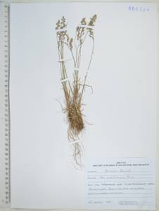 Poa versicolor Besser, Siberia, Russian Far East (S6) (Russia)