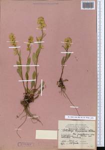 Solidago virgaurea subsp. lapponica (With.) Tzvelev, Eastern Europe, Northern region (E1) (Russia)