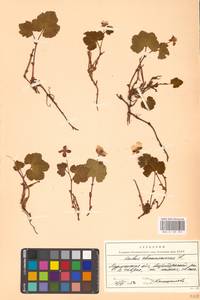 Rubus chamaemorus L., Eastern Europe, Northern region (E1) (Russia)