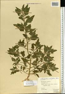 Chenopodium acerifolium Andrz., Eastern Europe, Central region (E4) (Russia)