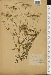 Falcaria vulgaris Bernh., Eastern Europe, Western region (E3) (Russia)