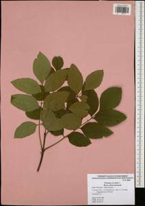 Fraxinus excelsior L., Eastern Europe, Central region (E4) (Russia)