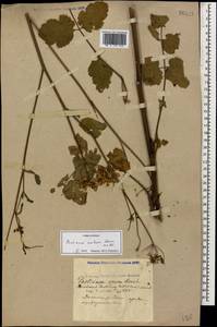 Pastinaca sativa subsp. urens (Req. ex Godr.) Celak., Caucasus, Black Sea Shore (from Novorossiysk to Adler) (K3) (Russia)