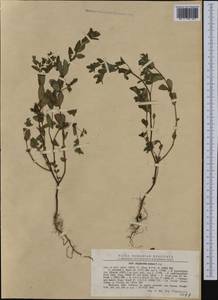 Euphorbia nutans Lag., Western Europe (EUR) (Romania)