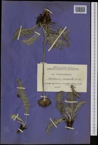 Centaurea immanuelis-loewii Degen, Western Europe (EUR) (North Macedonia)