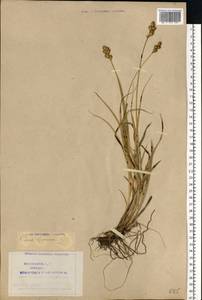 Carex leporina L., Eastern Europe, Northern region (E1) (Russia)