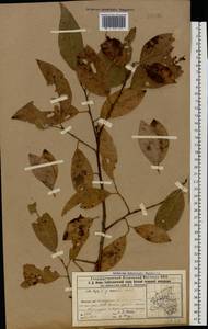 Salix caprea L., Eastern Europe, Volga-Kama region (E7) (Russia)