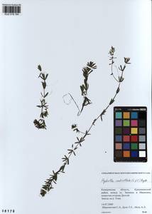KUZ 018 184, Hydrilla verticillata (L.f.) Royle, Siberia, Altai & Sayany Mountains (S2) (Russia)