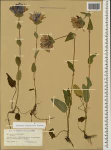 Campanula glomerata subsp. caucasica (Trautv.) Ogan., Caucasus, South Ossetia (K4b) (South Ossetia)