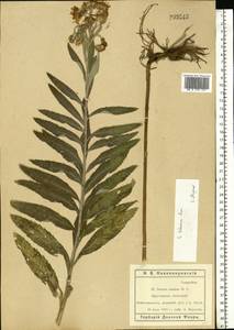 Jacobaea paludosa subsp. lanata (Holub) B. Nord., Eastern Europe, Rostov Oblast (E12a) (Russia)