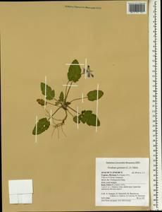 Erodium gruinum (L.) L'Hér., South Asia, South Asia (Asia outside ex-Soviet states and Mongolia) (ASIA) (Cyprus)