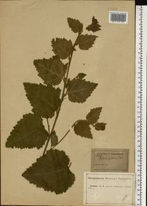 Betula pubescens Ehrh., Eastern Europe, Central forest-and-steppe region (E6) (Russia)