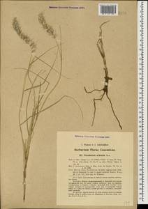 Cenchrus orientalis (Rich.) Morrone, Caucasus, Azerbaijan (K6) (Azerbaijan)