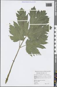 Heracleum dissectum Ledeb., Siberia, Baikal & Transbaikal region (S4) (Russia)