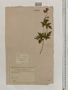 Geranium palustre L., Eastern Europe, Central region (E4) (Russia)