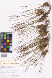 Oreojuncus trifidus (L.) Záv. Drábk. & Kirschner, Siberia, Western Siberia (S1) (Russia)