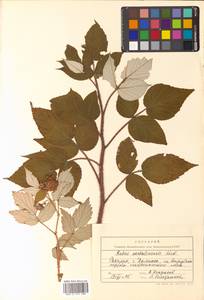 Rubus idaeus subsp. melanolasius Focke, Siberia, Russian Far East (S6) (Russia)