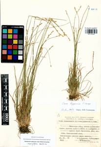 Carex lapponica O.Lang, Siberia, Baikal & Transbaikal region (S4) (Russia)