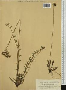 Pilosella bauhini subsp. magyarica (Peter) S. Bräut., Western Europe (EUR) (Czech Republic)