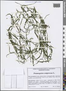 Potamogeton compressus L., Siberia, Western Siberia (S1) (Russia)