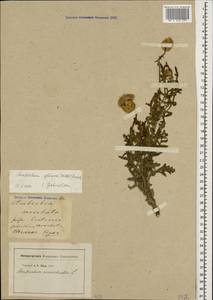 Amberboa glauca (Willd.) Grossh., Caucasus, Azerbaijan (K6) (Azerbaijan)