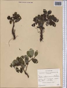 Salix chamissonis Andersson, America (AMER) (United States)