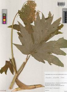 Heracleum dissectum Ledeb., Siberia, Altai & Sayany Mountains (S2) (Russia)