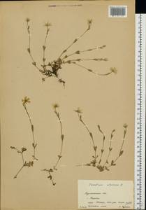Cerastium alpinum L., Eastern Europe, Northern region (E1) (Russia)