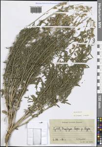 Reseda lutea L., Caucasus, Georgia (K4) (Georgia)