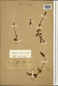 Goodyera repens (L.) R.Br., Caucasus, North Ossetia, Ingushetia & Chechnya (K1c) (Russia)