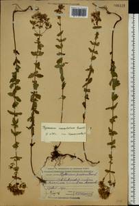 Hypericum maculatum, Eastern Europe, Central forest region (E5) (Russia)