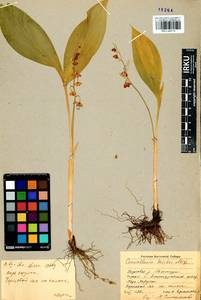 Convallaria keiskei Miq., Siberia, Baikal & Transbaikal region (S4) (Russia)