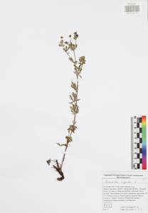 Potentilla argentea L., Eastern Europe, Central region (E4) (Russia)