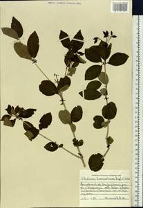Viburnum burejaeticum Regel & Herder, Siberia, Russian Far East (S6) (Russia)