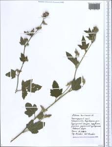 Althaea armeniaca Ten., Caucasus, Black Sea Shore (from Novorossiysk to Adler) (K3) (Russia)