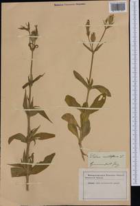 Silene noctiflora L., Western Europe (EUR) (Romania)