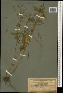 Verbena officinalis L., Caucasus, Azerbaijan (K6) (Azerbaijan)