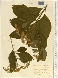 Vernonia coronata J. Kost., Africa (AFR) (Mali)