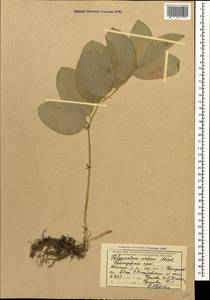 Polygonatum glaberrimum K.Koch, Caucasus, Krasnodar Krai & Adygea (K1a) (Russia)