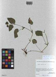 Viola ruppii All., Siberia, Altai & Sayany Mountains (S2) (Russia)