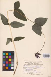 Clematis integrifolia L., Eastern Europe (no precise locality) (E0)