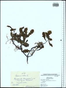 Quercus robur L., Eastern Europe, Central region (E4) (Russia)